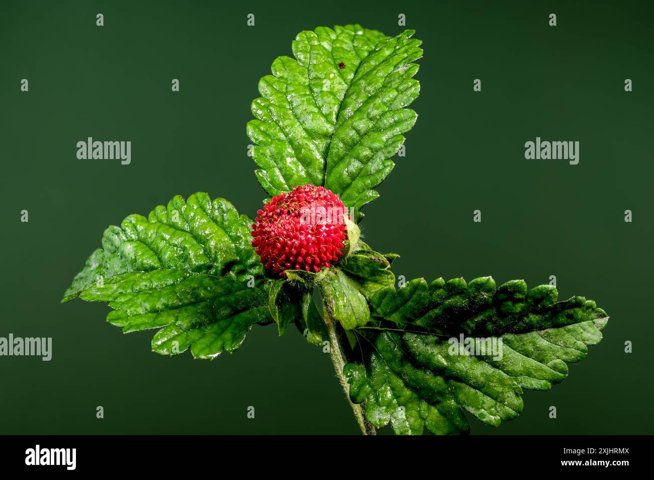 Belle friture rouge Duchesnea indica ou fraise faise sur un fond vert. Gros plan de la tête de fleur. Banque D'Images