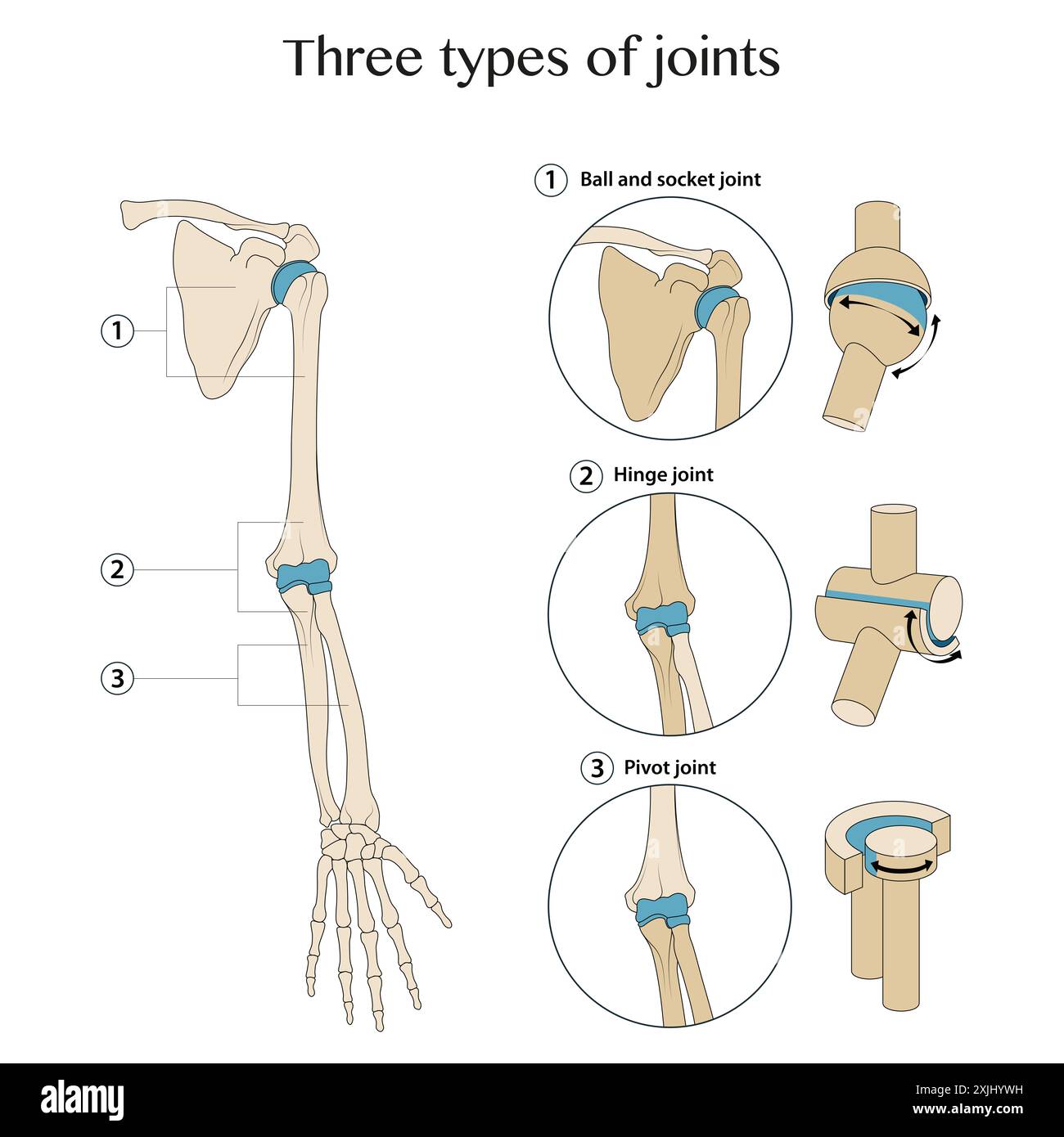 Trois types d'articulations à main Banque D'Images