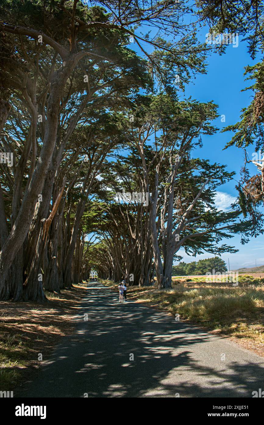 Point Reyes National Seashore, California, USA Banque D'Images