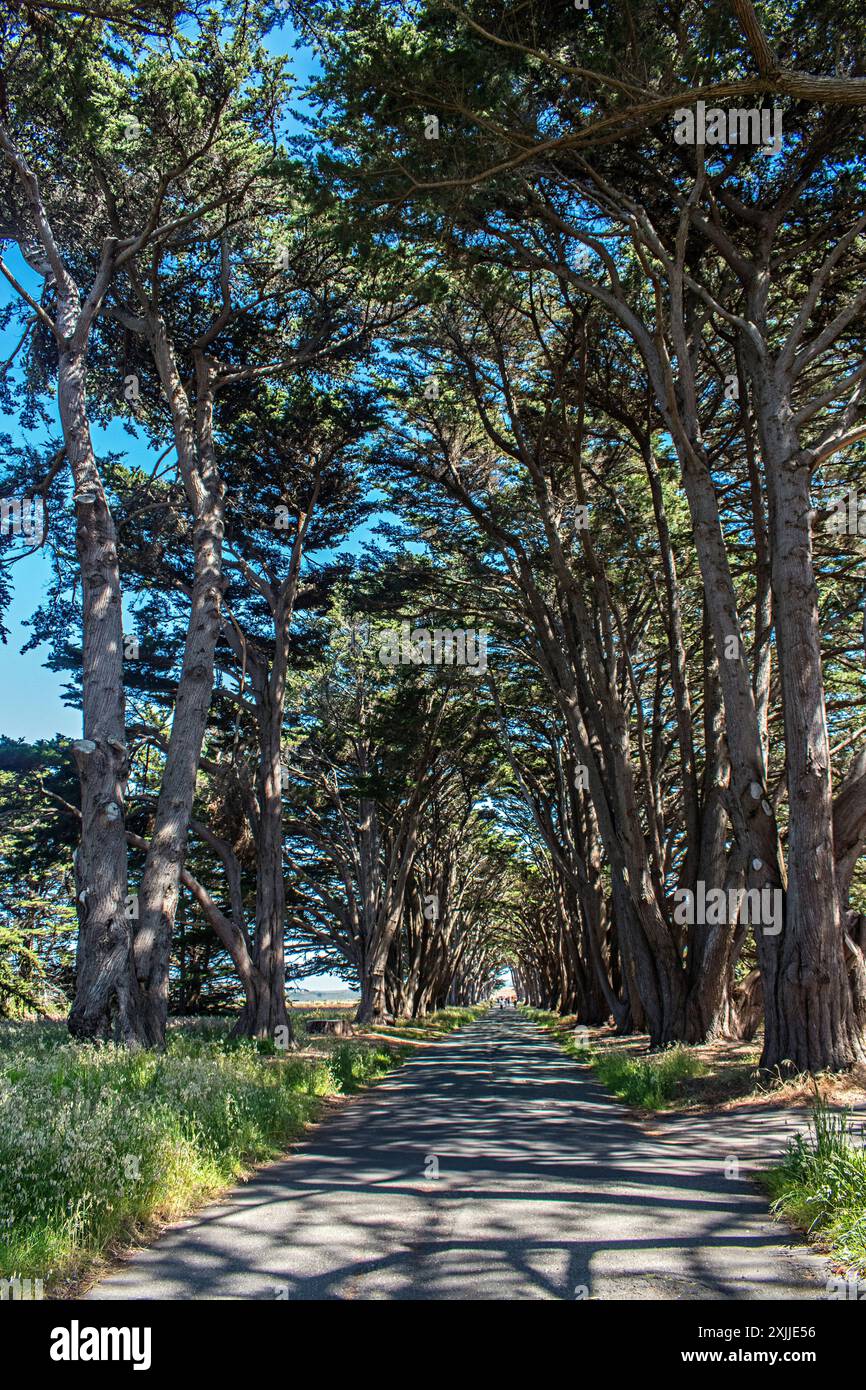 Point Reyes National Seashore, California, USA Banque D'Images