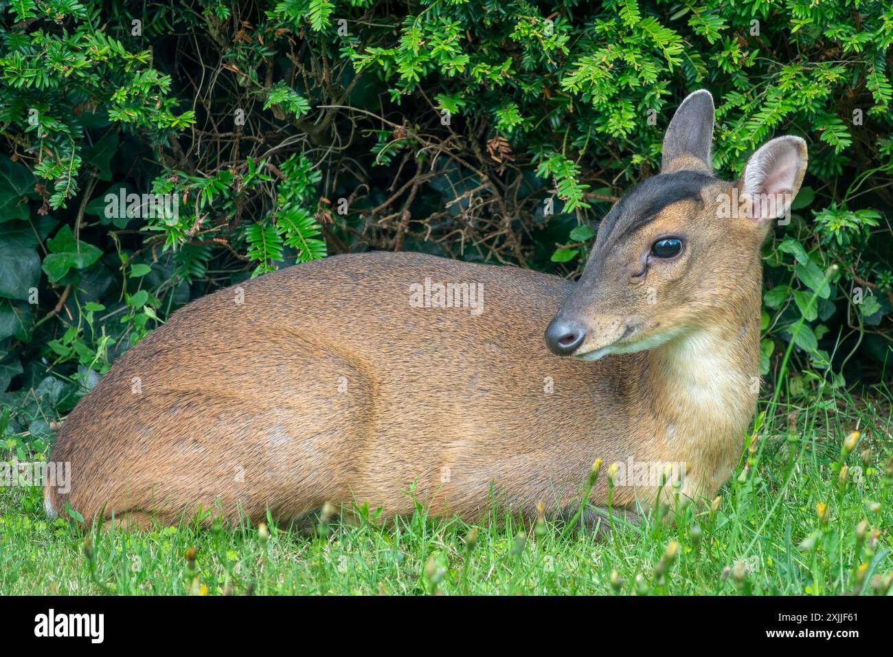 Un cerf Muntjac femelle assis face à la caméra sur l'herbe contre une haie de jardin Banque D'Images