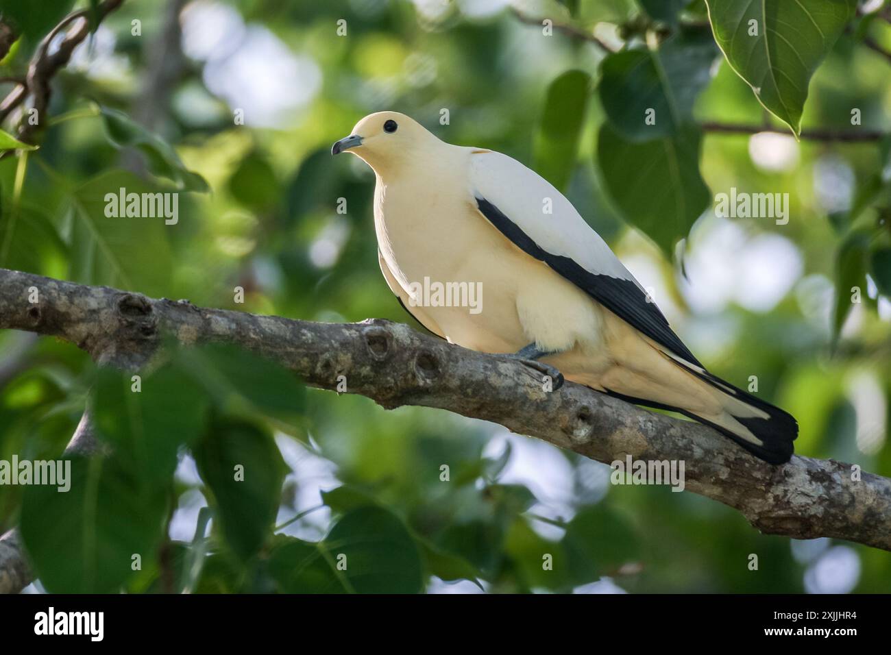 Pied Imperial Pigeon - Ducula bicolor. Oiseau adulte dans un arbre sur Koh Miang, îles Similan, Thaïlande. Banque D'Images
