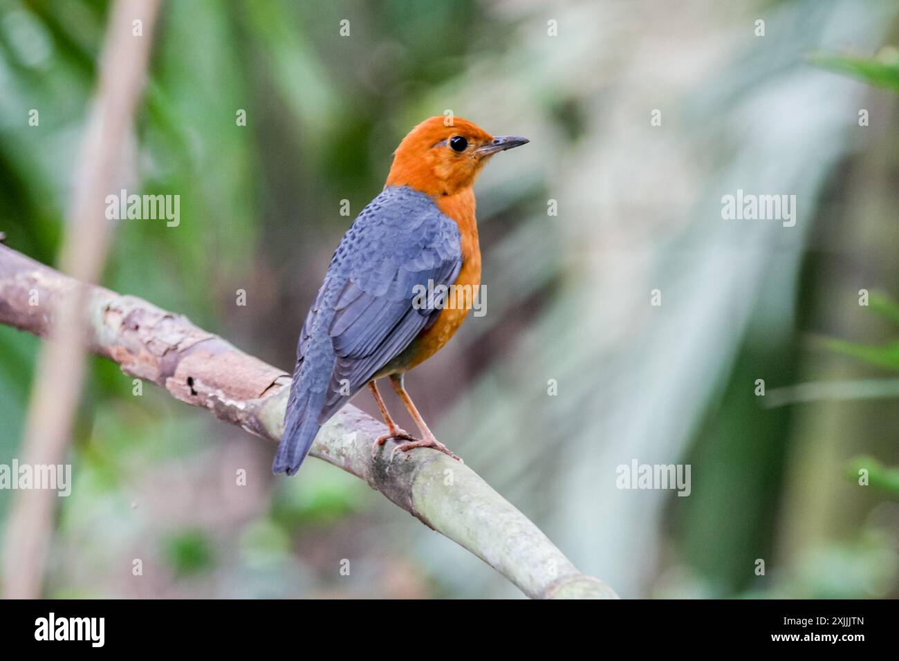 Muguet à tête orange - Geokichla citrina. Oiseau mâle adulte à Khao Yai, Thaïlande Banque D'Images