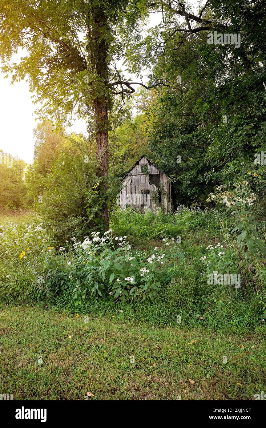 Cabane en bois abandonnée entourée de verdure dense et de fleurs sauvages Banque D'Images