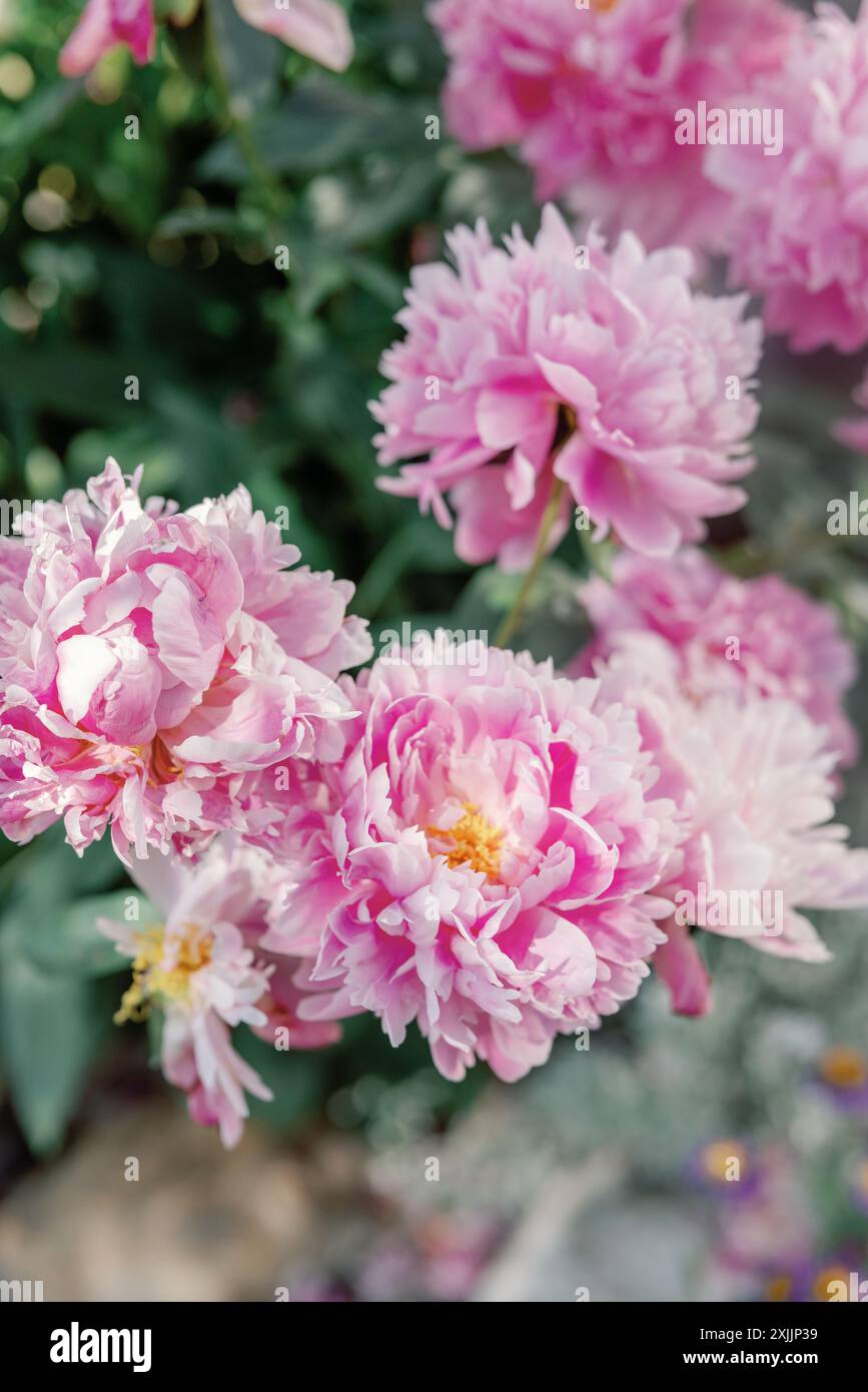 Pivoines roses éclatantes en pleine floraison capturées dans un gros plan de jardin Banque D'Images