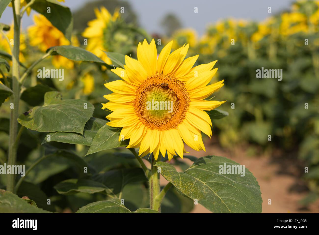 Une abeille recueille le pollen d'une tête de tournesol par une journée ensoleillée Banque D'Images