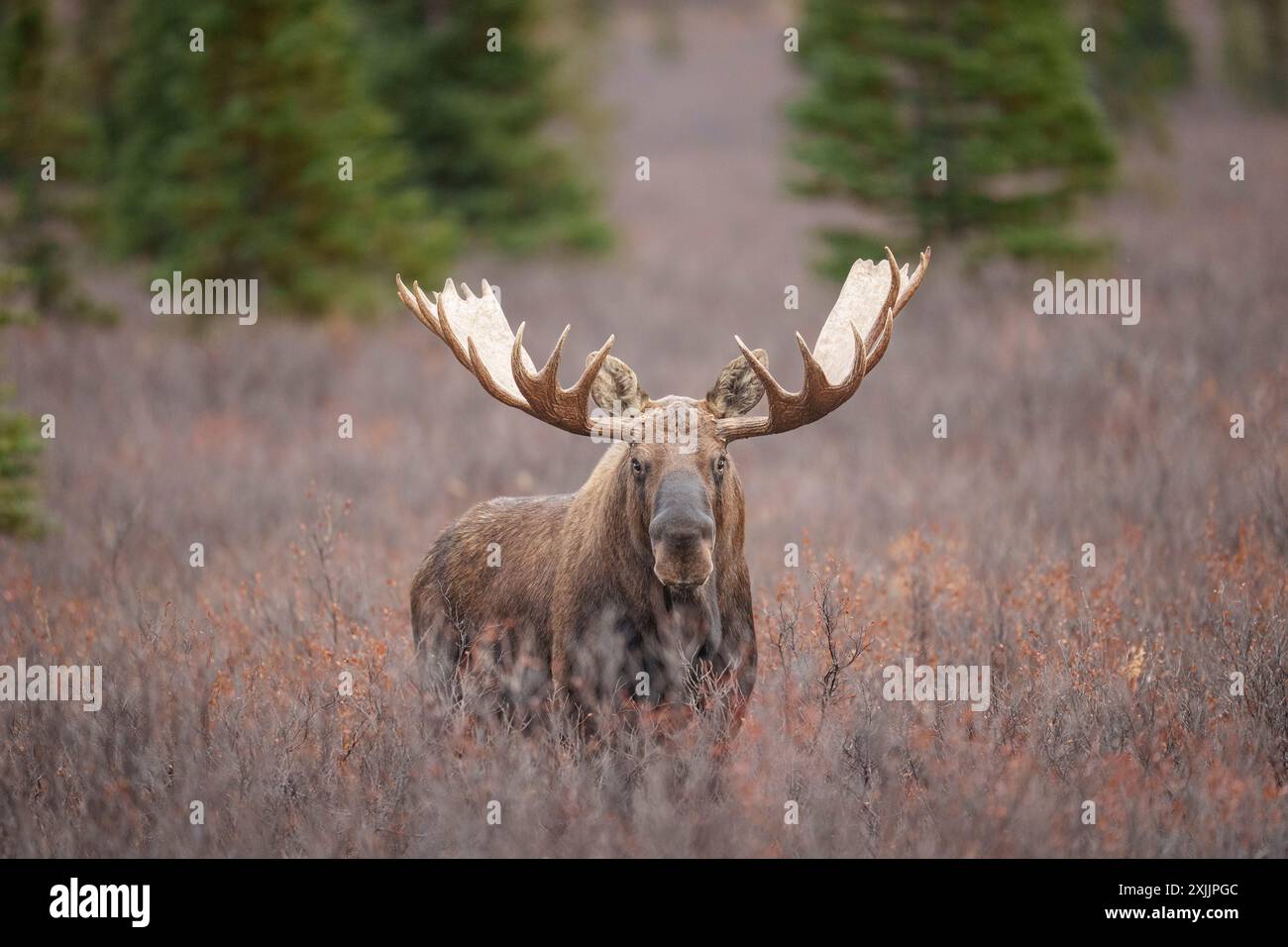 Alaska Bull Moose pendant rut à Denali Banque D'Images