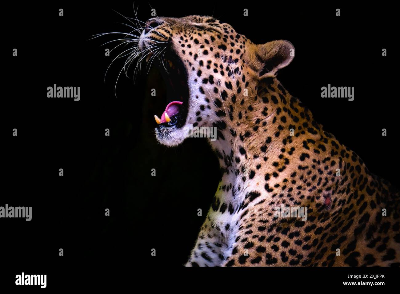 Portrait de jaguar sur fond noir Banque D'Images