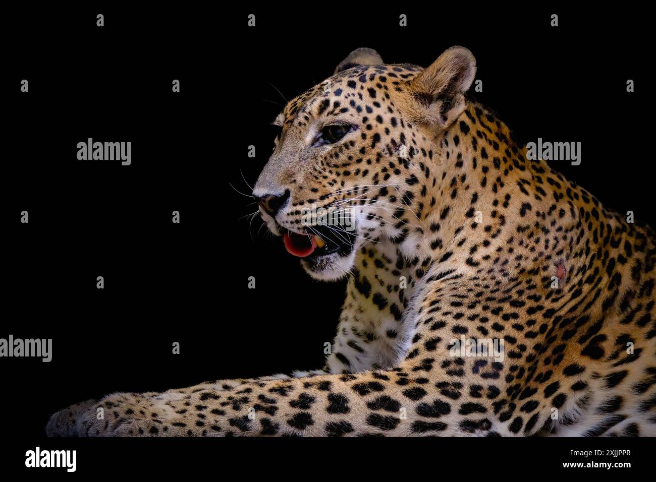 Portrait de jaguar sur fond noir Banque D'Images