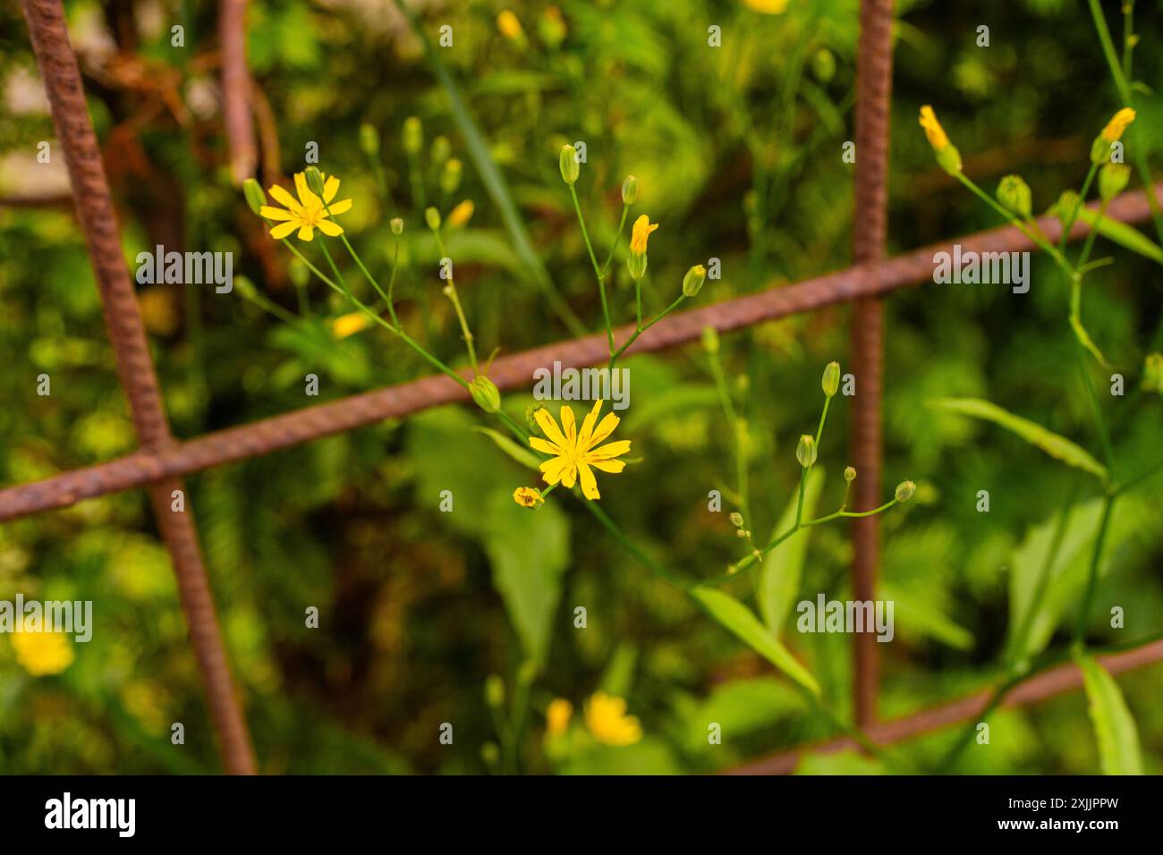 Petites fleurs jaunes poussant à travers une clôture Banque D'Images