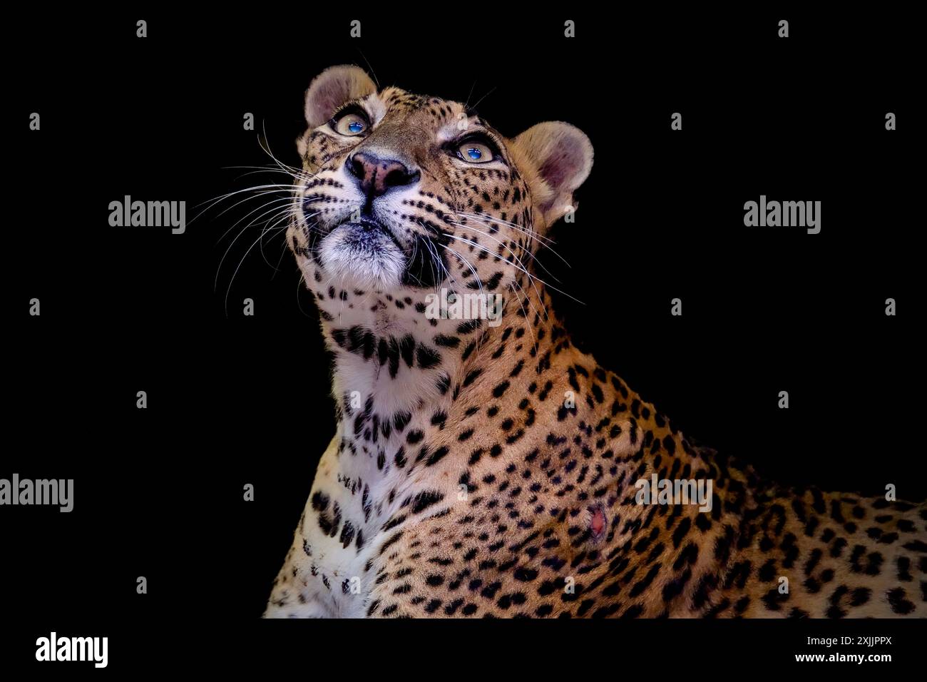 Portrait de jaguar sur fond noir Banque D'Images