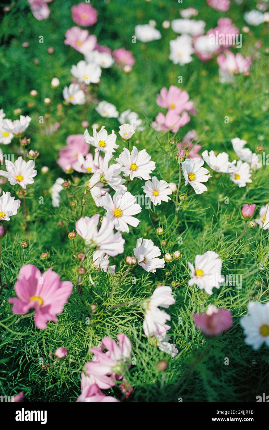 Champ de fleurs cosmos roses et blanches en pleine floraison Banque D'Images