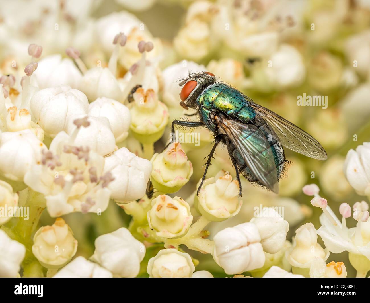 Gros plan de Common European Greenbottle Fly reposant sur une tête de fleur Banque D'Images