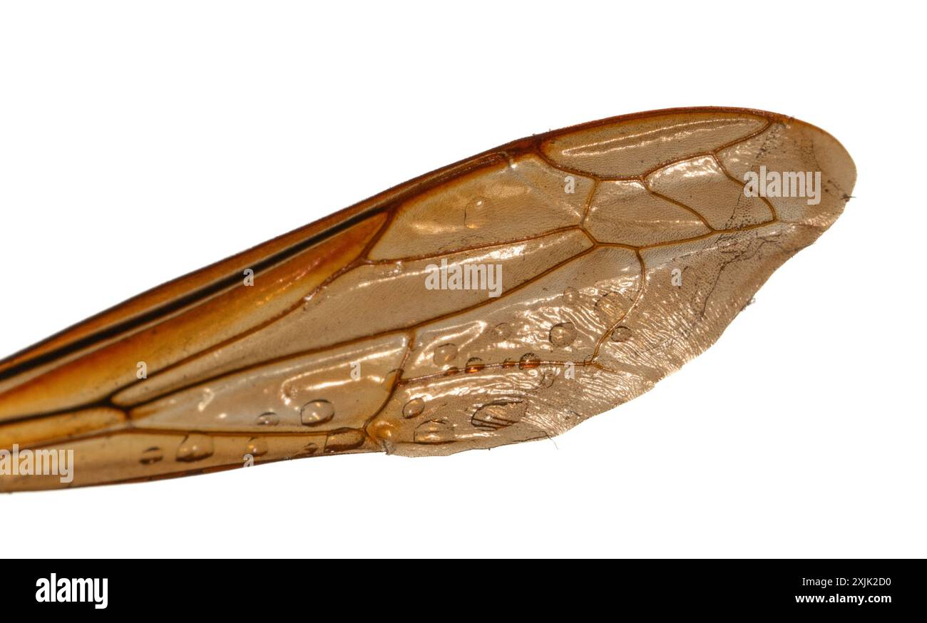 Insecte Wing en gros plan extraordinaire. Les modèles complexes de l'architecture naturelle. Fragilité et délicatesse dans un cadre. Photo sur fond blanc. Banque D'Images