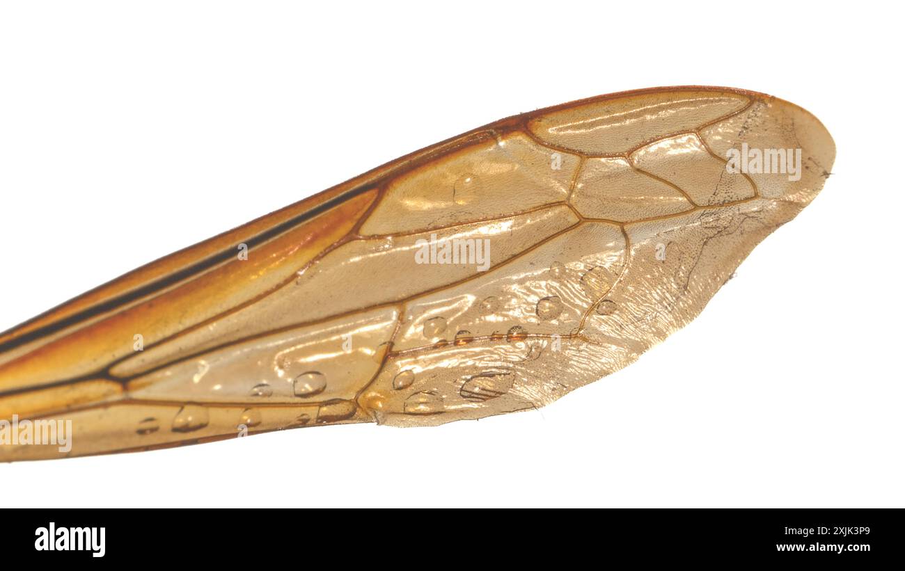 Insecte Wing en gros plan extraordinaire. Les modèles complexes de l'architecture naturelle. Fragilité et délicatesse dans un cadre. Photo sur fond blanc. Banque D'Images