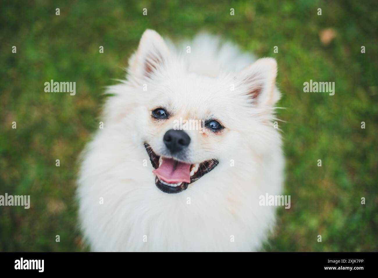 Spitz miniature Banque D'Images