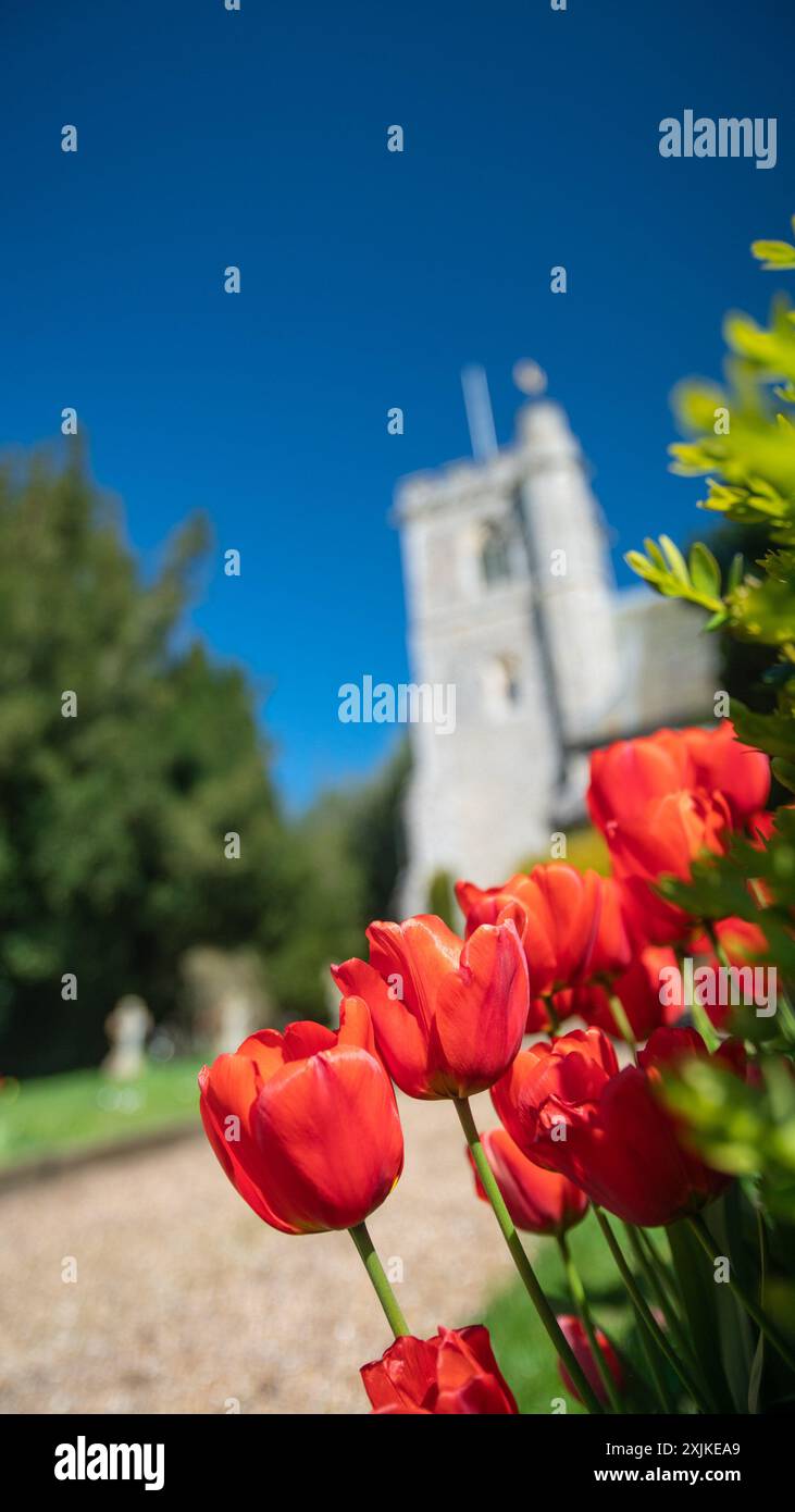 Église Sainte-Marie avec tulipes, Arkesden, Essex au printemps ARKESDEN Essex UK Banque D'Images