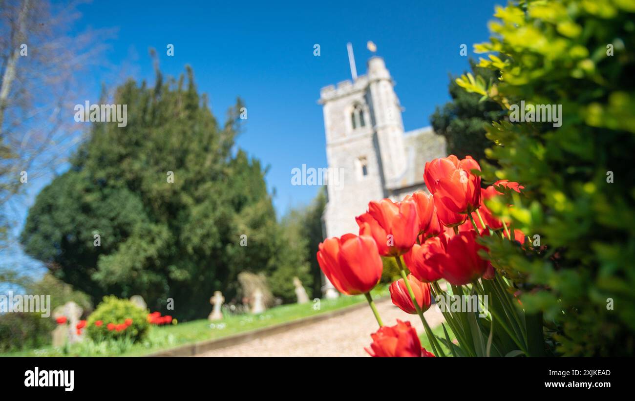 Église Sainte-Marie avec tulipes, Arkesden, Essex au printemps ARKESDEN Essex UK Banque D'Images