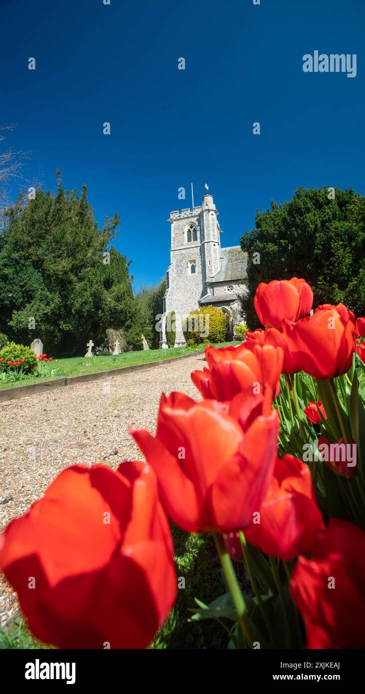 Église Sainte-Marie avec tulipes, Arkesden, Essex au printemps ARKESDEN Essex UK Banque D'Images