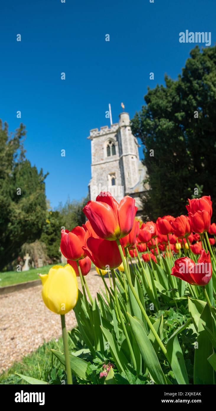 Église Sainte-Marie avec tulipes, Arkesden, Essex au printemps ARKESDEN Essex UK Banque D'Images