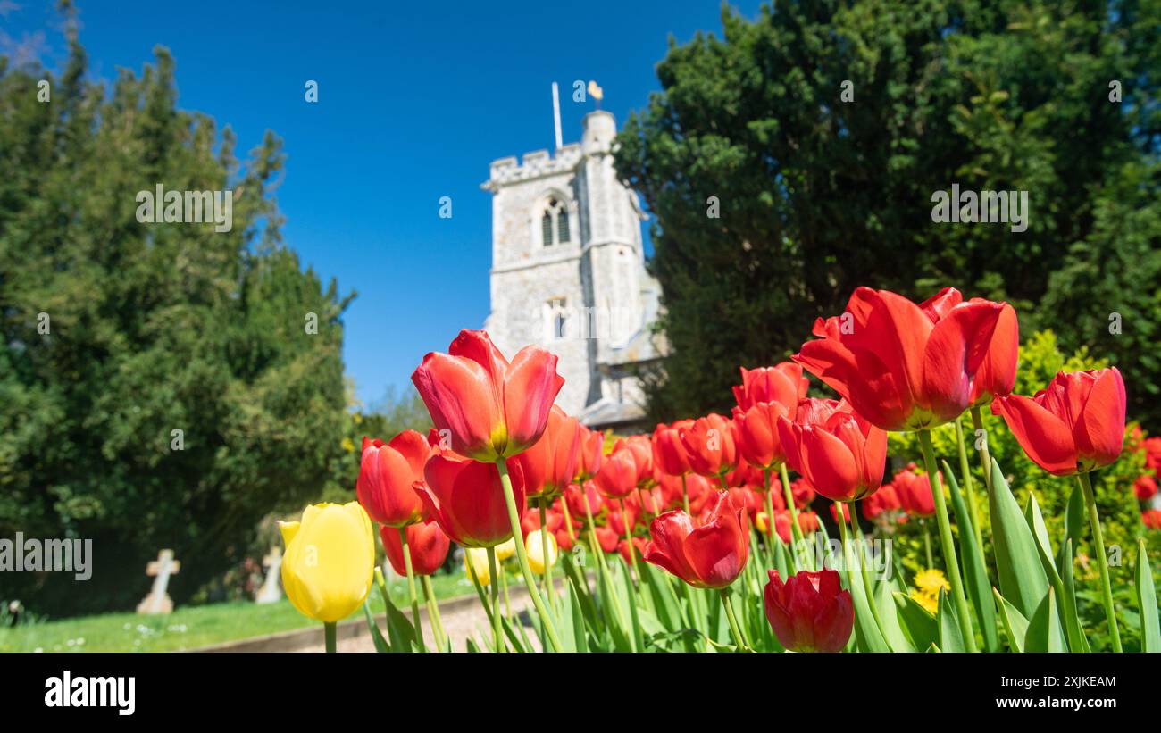 Église Sainte-Marie avec tulipes, Arkesden, Essex au printemps ARKESDEN Essex UK Banque D'Images