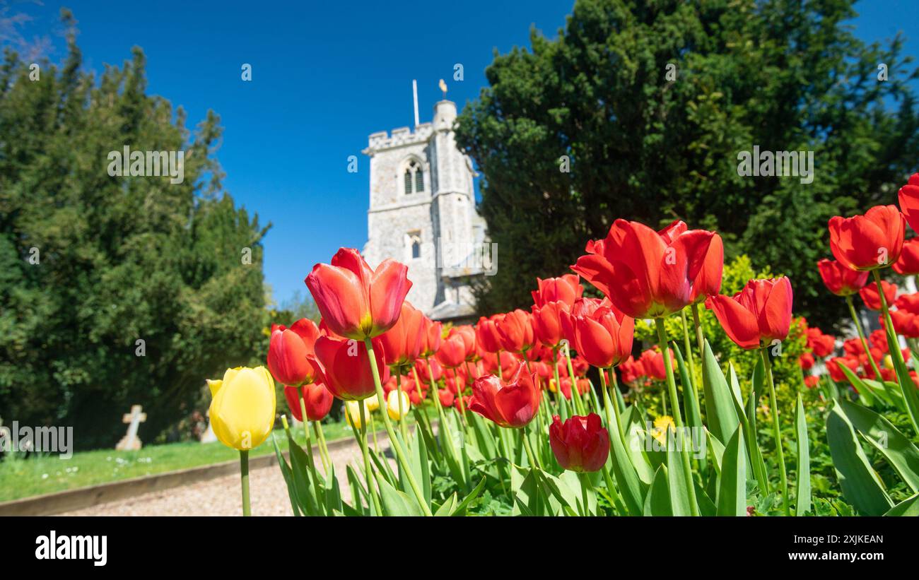 Église Sainte-Marie avec tulipes, Arkesden, Essex au printemps ARKESDEN Essex UK Banque D'Images