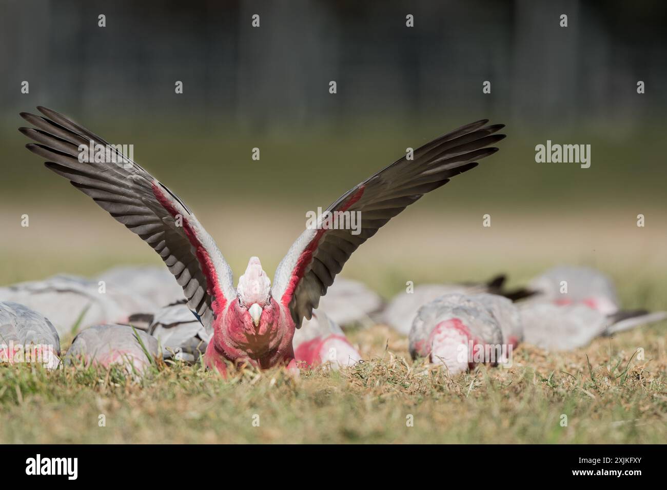 Un petit troupeau de cacatoès à poitrine rose se nourrit sur un champ herbeux alors qu'un cacatoès tente avec des ailes déployées d'atterrir au milieu du troupeau. Banque D'Images