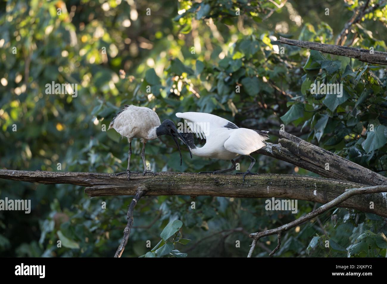 La dernière séance de nourrissage d'un Ibis Blanc juvénile et de sa mère avant de s'installer pour se percher pour la soirée. Banque D'Images