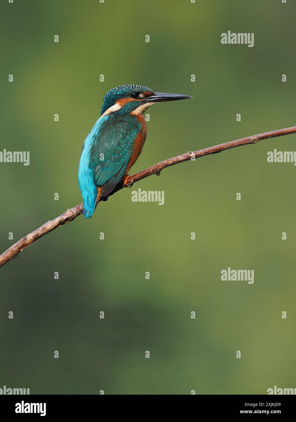 kingfisher juvénile, seulement quelques semaines sont indépendants, ils doivent pêcher avec succès pour survivre ! Banque D'Images