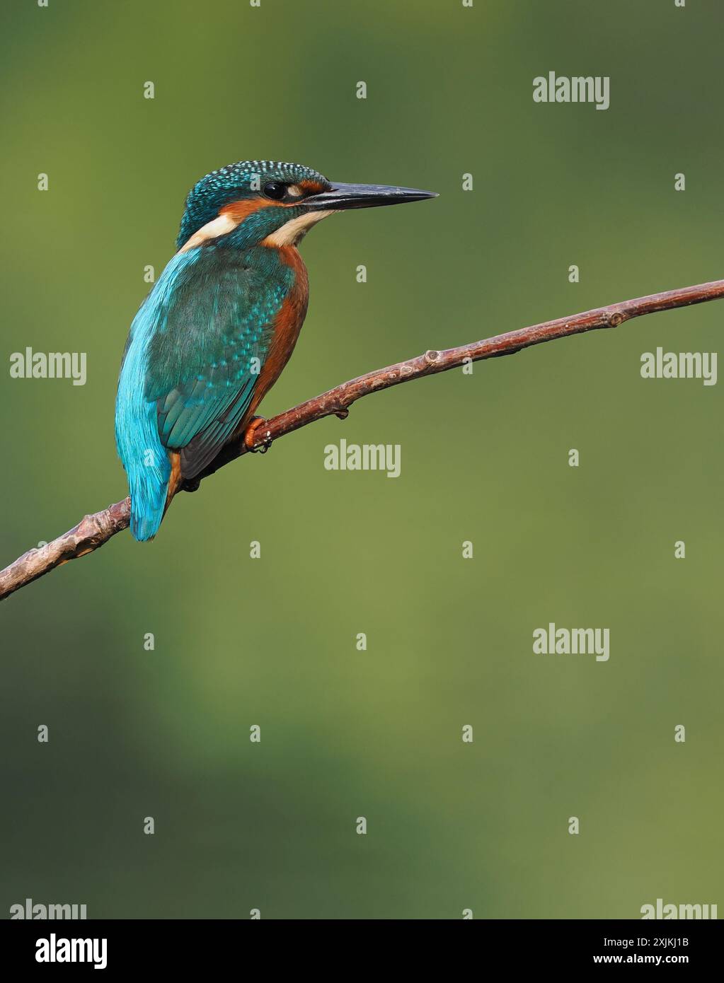 kingfisher juvénile, seulement quelques semaines sont indépendants, ils doivent pêcher avec succès pour survivre ! Banque D'Images