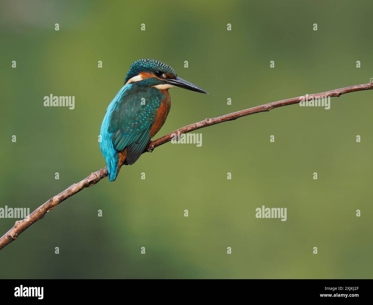 kingfisher juvénile, seulement quelques semaines sont indépendants, ils doivent pêcher avec succès pour survivre ! Banque D'Images