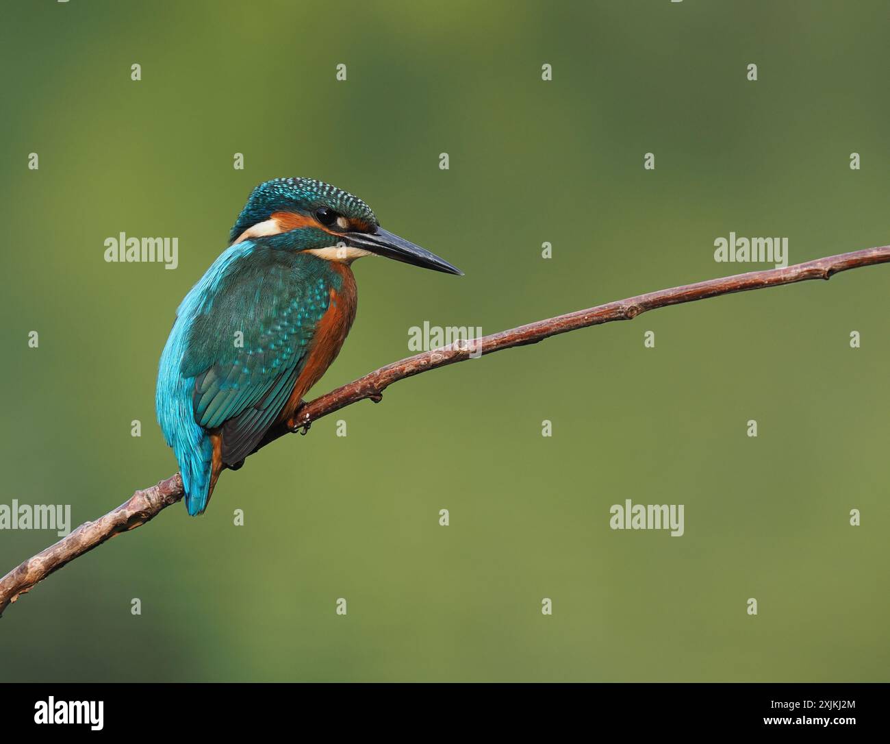 kingfisher juvénile, seulement quelques semaines sont indépendants, ils doivent pêcher avec succès pour survivre ! Banque D'Images