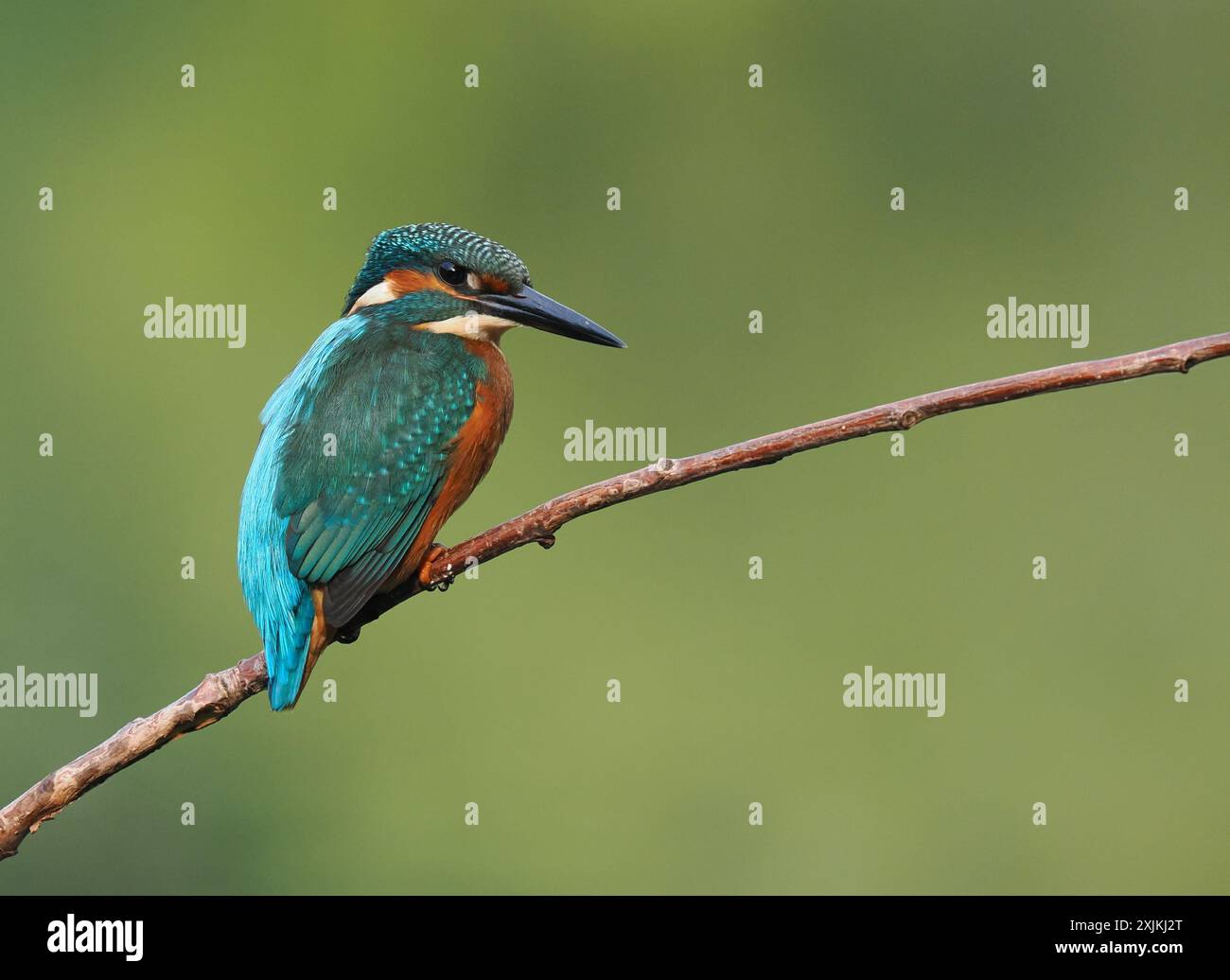 kingfisher juvénile, seulement quelques semaines sont indépendants, ils doivent pêcher avec succès pour survivre ! Banque D'Images