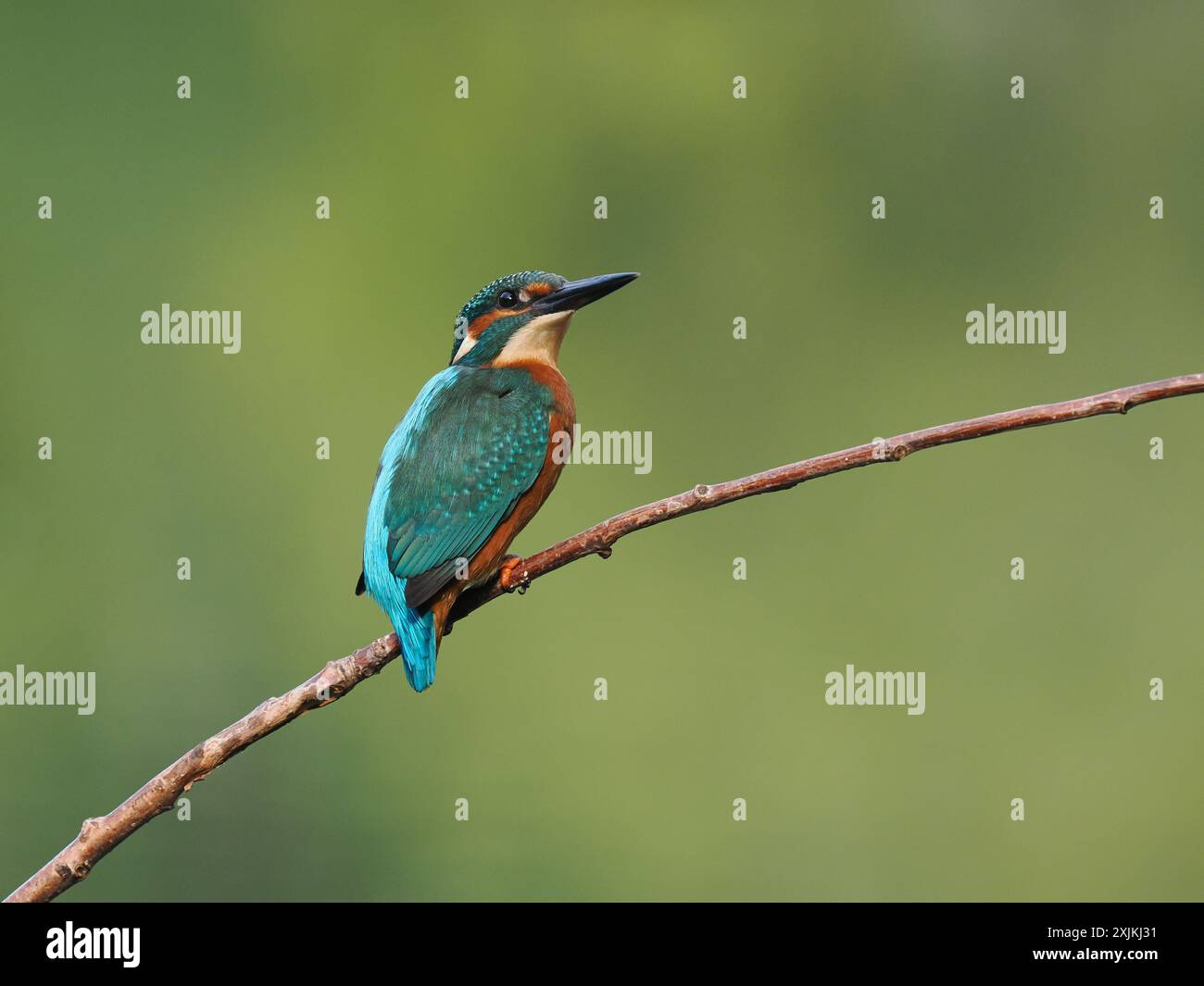 kingfisher juvénile, seulement quelques semaines sont indépendants, ils doivent pêcher avec succès pour survivre ! Banque D'Images