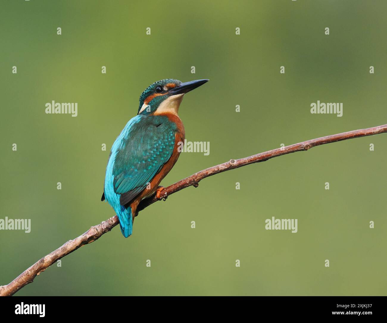 kingfisher juvénile, seulement quelques semaines sont indépendants, ils doivent pêcher avec succès pour survivre ! Banque D'Images