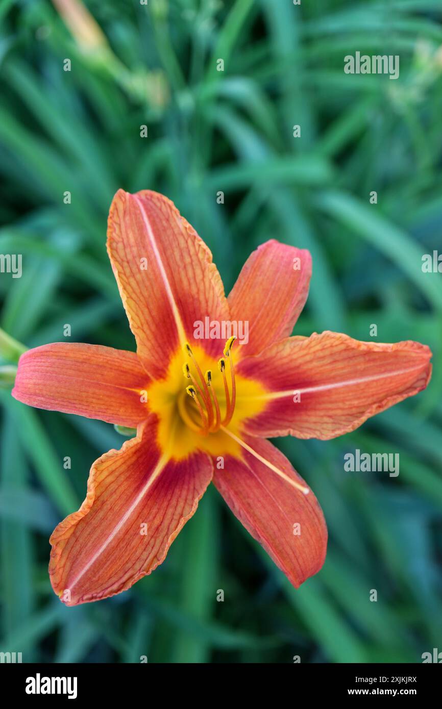 Daylily orange avec des pétales délicats et de longues étamines , Hemerocallis Fulva, Daylily dans le jardin vertical, tête de fleur macro, beauté dans la nature, floral Banque D'Images