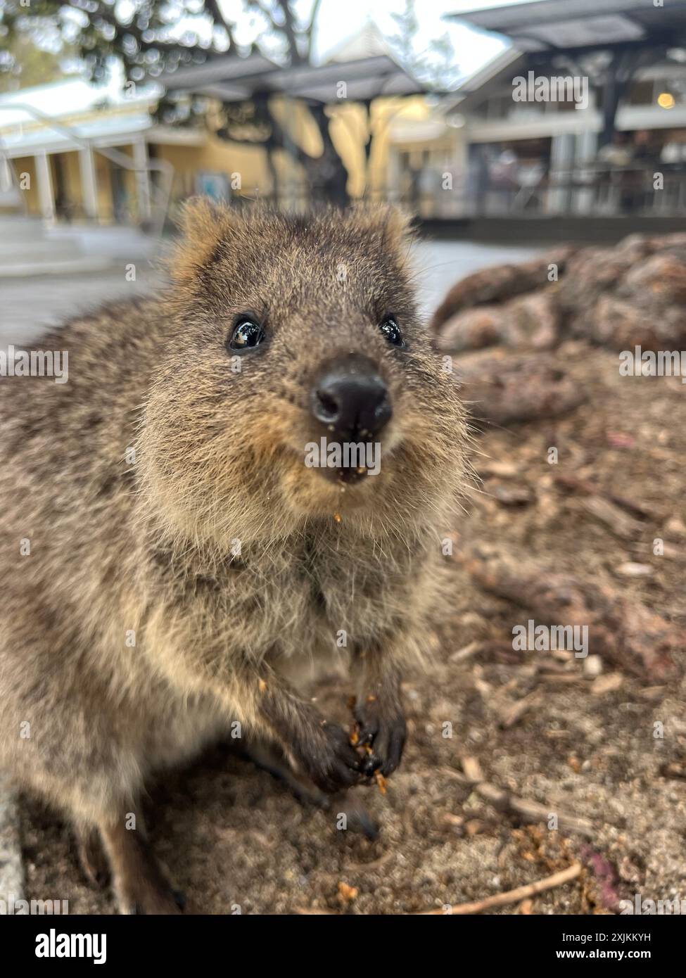 Merveilles souriantes : les enchanteurs Quokkas de Rottnest Island - OL2556966 Banque D'Images