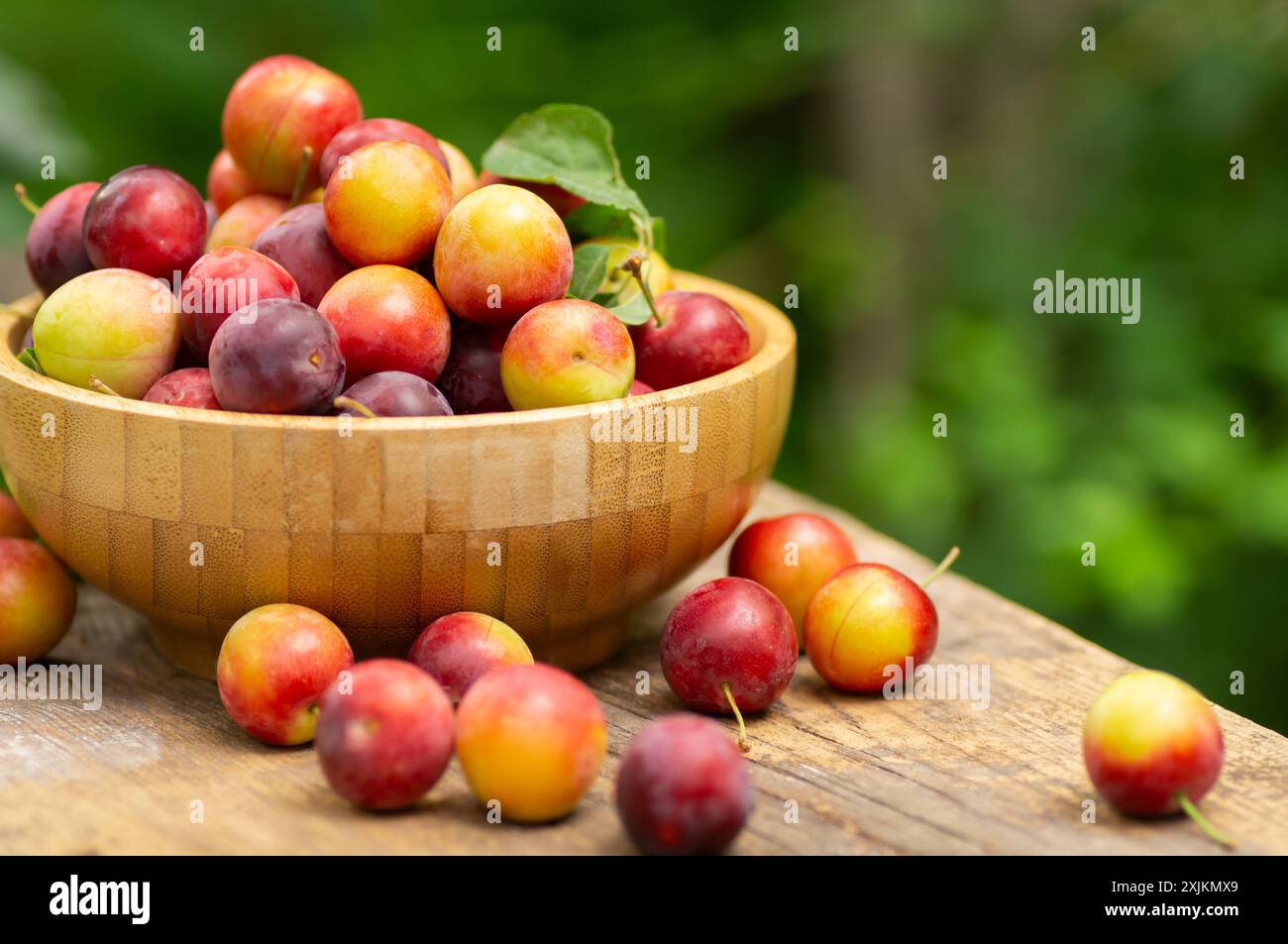 Prunes rouges biologiques fraîches dans un bol sur une table en bois dans le jardin, fruits sommeux Banque D'Images