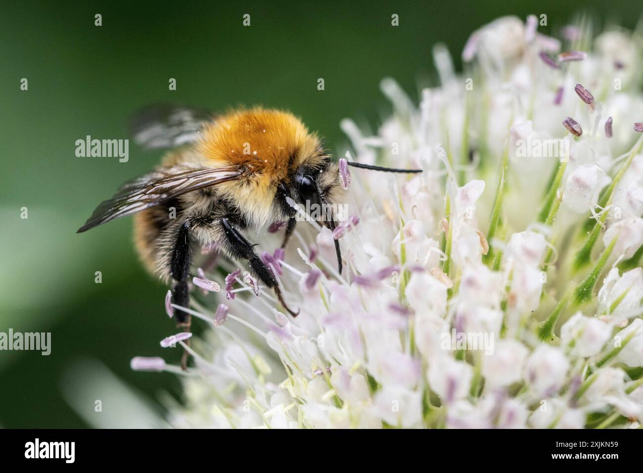 Bourdon primitif (Bombus pratorum) sur teasel (Dipsacus sylvestris), Emsland, basse-Saxe, Allemagne Banque D'Images