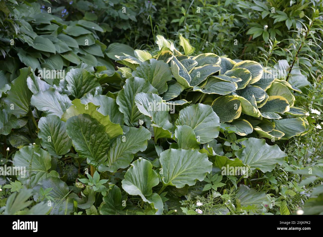 Différents hôtes et badan dans la conception du paysage Banque D'Images