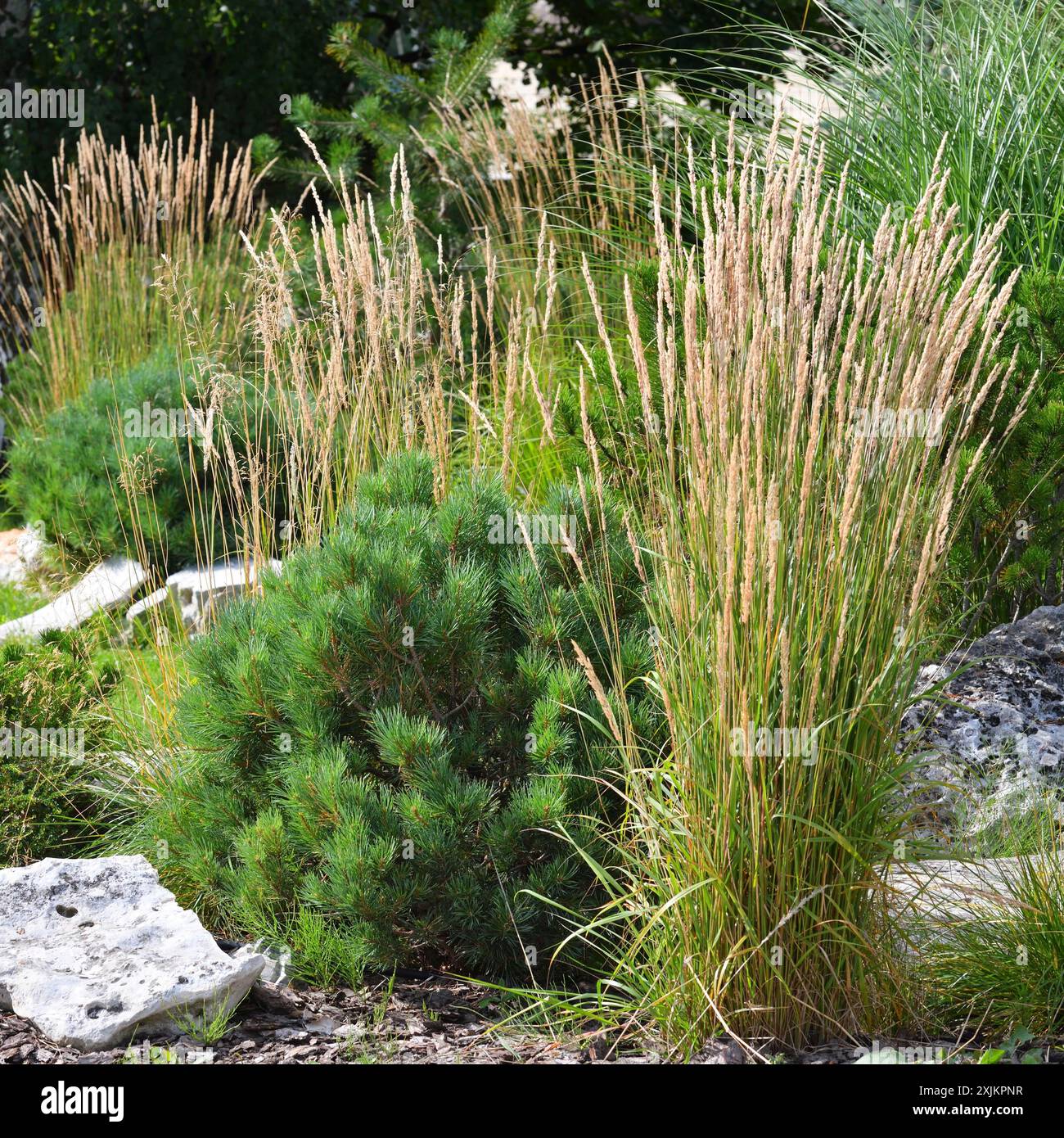 Jeunes pins, roseau et pierres dans la conception du paysage Banque D'Images