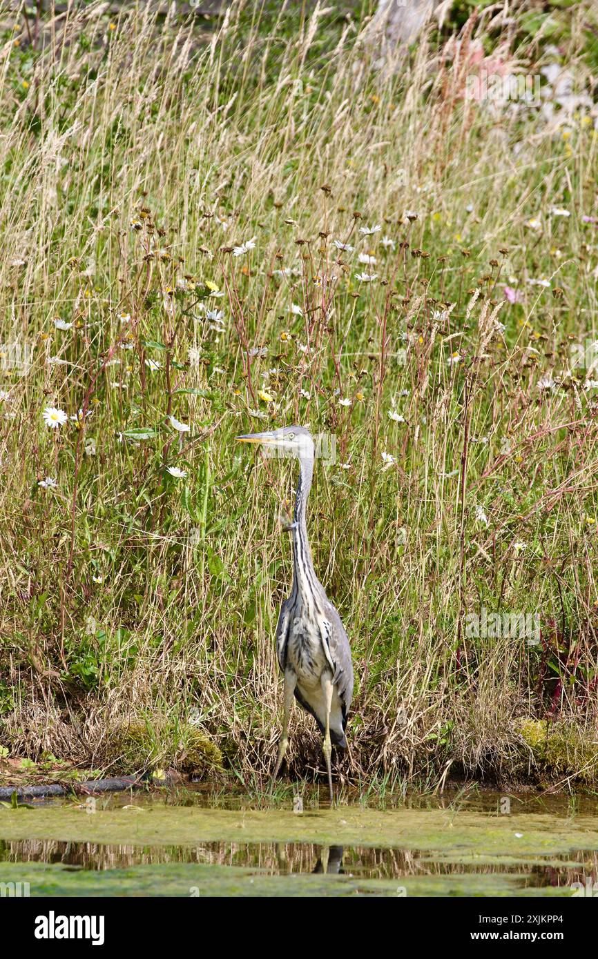 Un héron gris (Ardea cinerea) chassant le long des bords d'un étang dans l'Essex Royaume-Uni. Banque D'Images