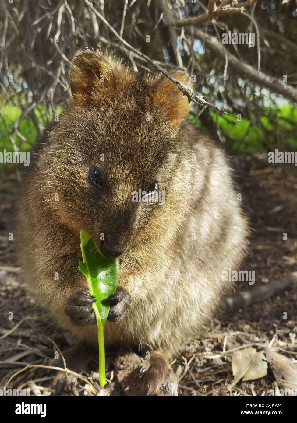 Magie capturée : les moments souriants des Quokkas Banque D'Images