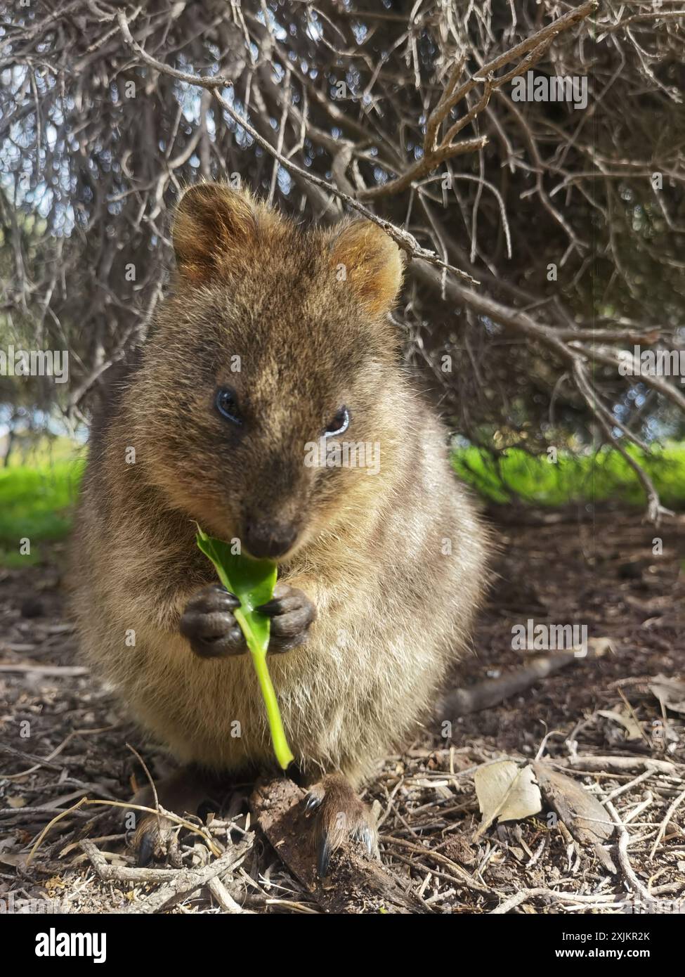 Magie capturée : les moments souriants des Quokkas Banque D'Images