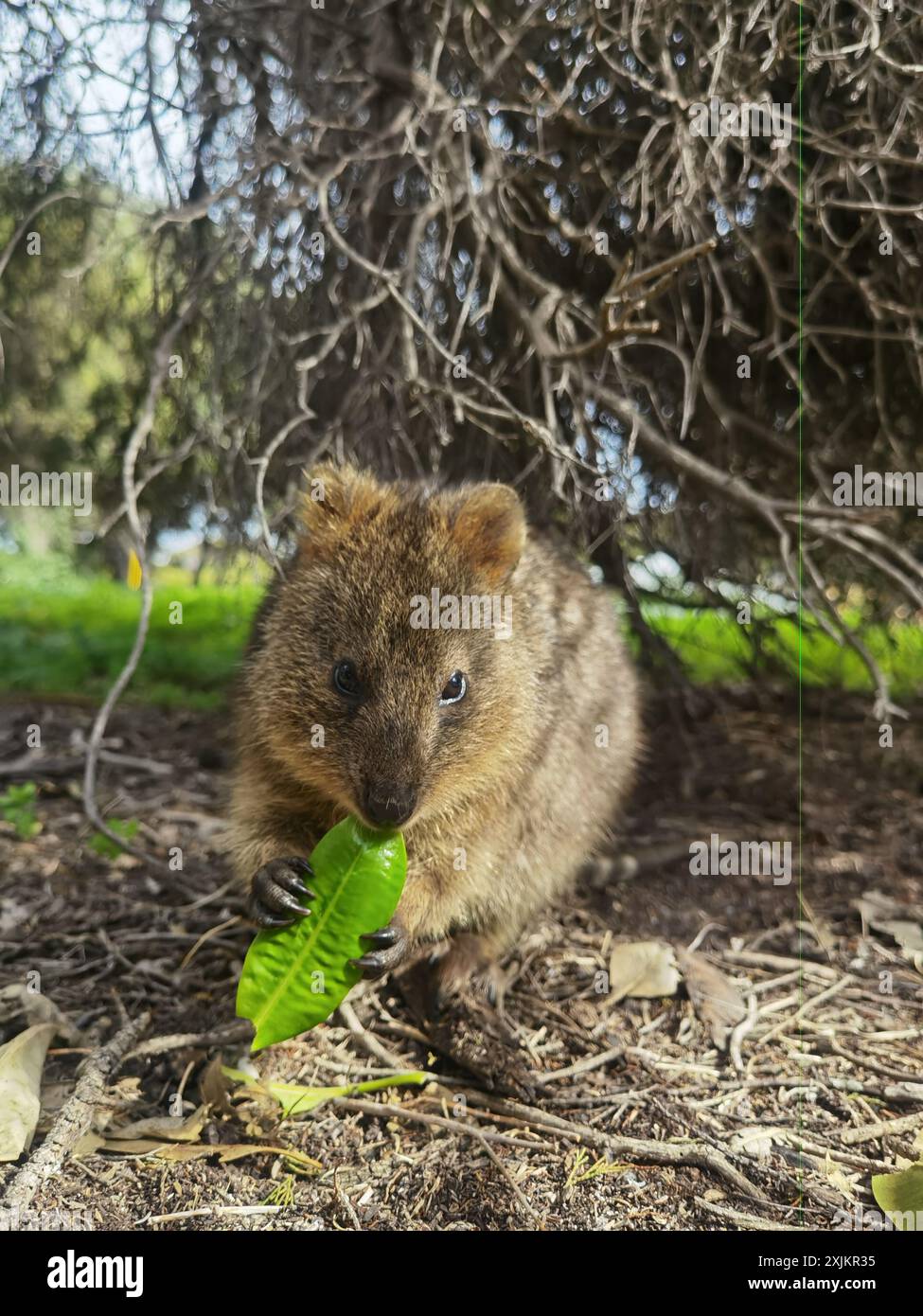 Magie capturée : les moments souriants des Quokkas Banque D'Images