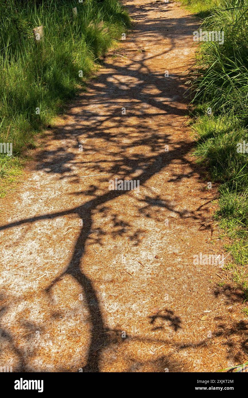 Sentier de randonnée circulaire, herbe, ombre, Darsser Ort, né a. Darss, Mecklembourg-Poméranie occidentale, Allemagne Banque D'Images