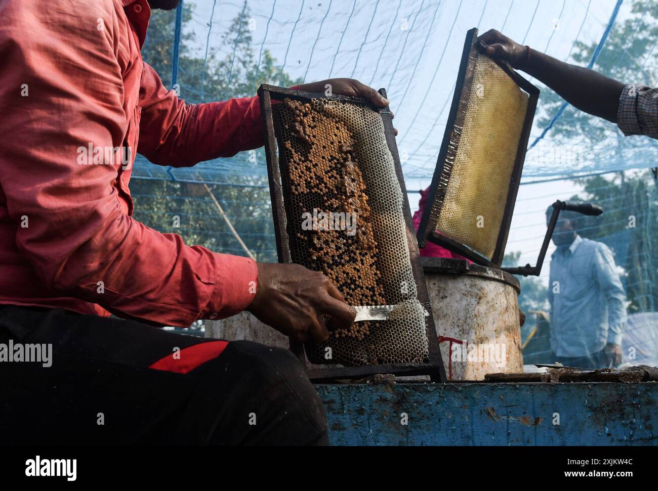 Des apiculteurs travaillant dans une ferme apicole près d’un champ de masturd dans un village du district de Barpeta, dans l’Assam, en Inde, le mercredi 22 décembre 2021. Le Banque D'Images