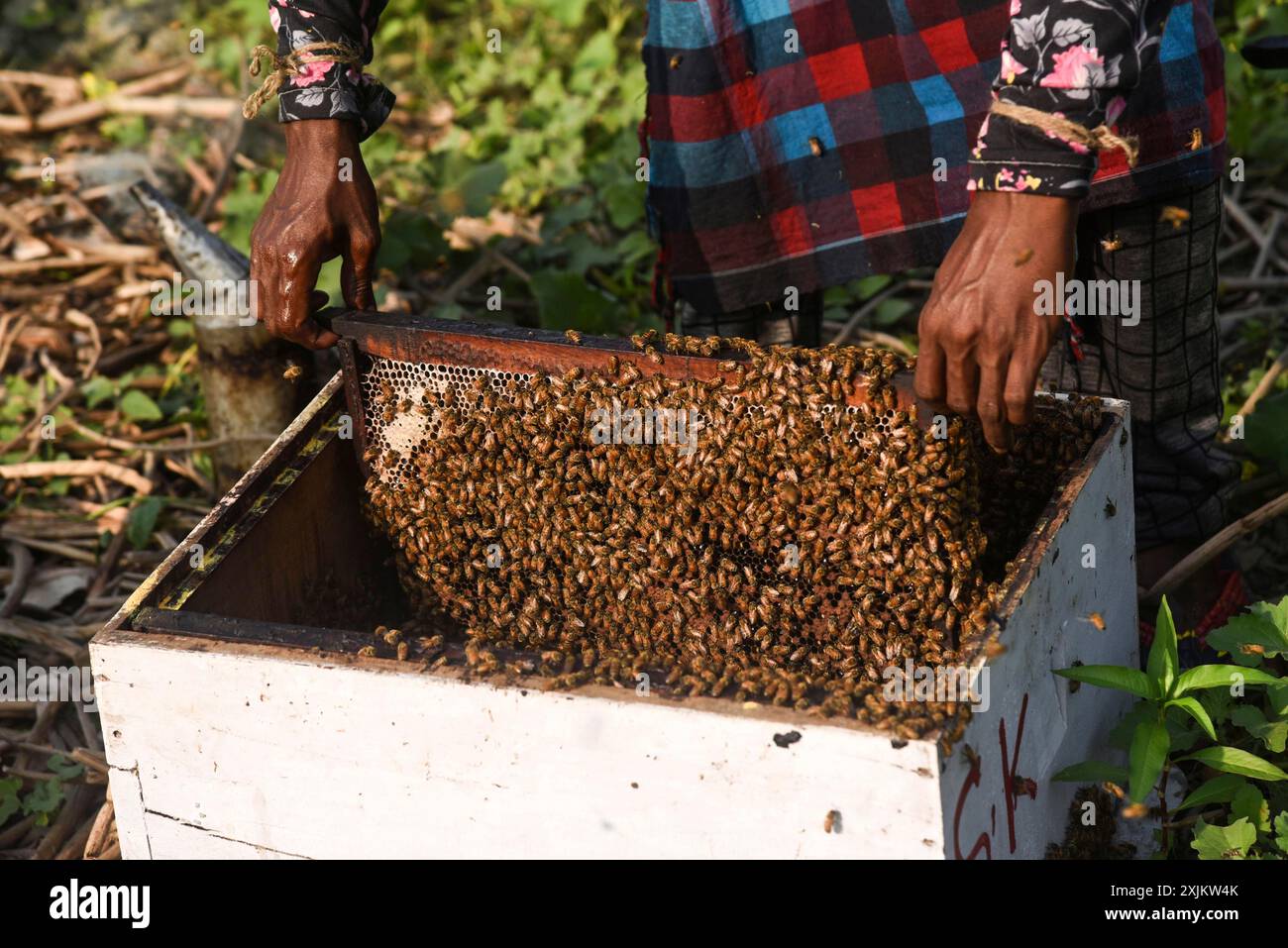 Des apiculteurs travaillant dans une ferme apicole près d’un champ de masturd dans un village du district de Barpeta, dans l’Assam, en Inde, le mercredi 22 décembre 2021. Le Banque D'Images