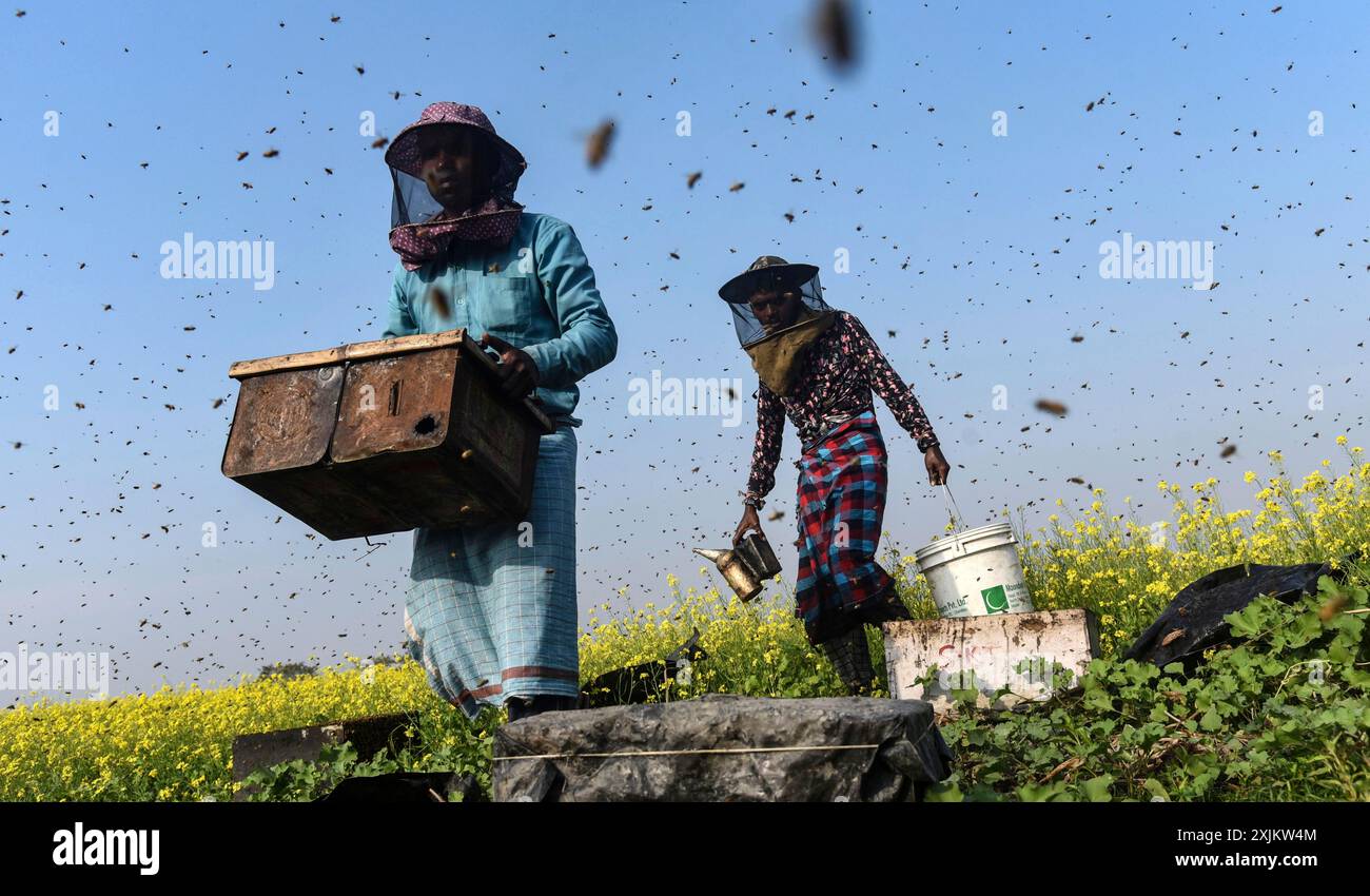 Des apiculteurs travaillant dans une ferme apicole près d’un champ de masturd dans un village du district de Barpeta, dans l’Assam, en Inde, le mercredi 22 décembre 2021. Le Banque D'Images