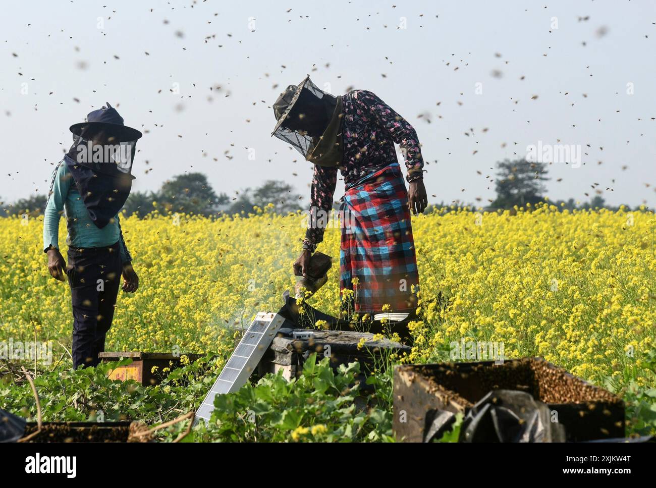 Des apiculteurs travaillant dans une ferme apicole près d’un champ de moutarde dans un village du district de Barpeta, dans l’Assam, en Inde, le mercredi 22 décembre 2021. Le Banque D'Images